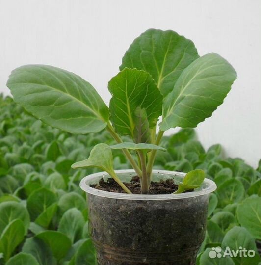 Рассада помидор перца баклажан