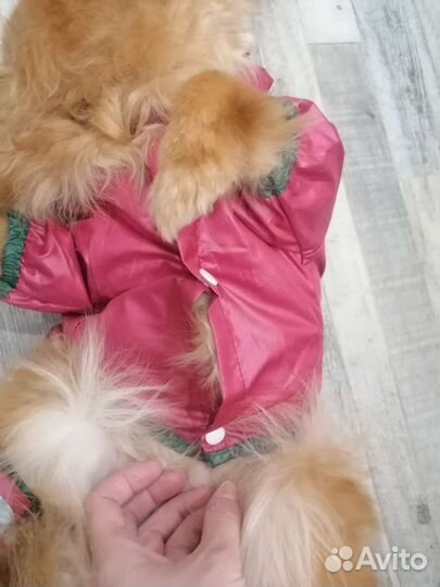 Комбинезон для собаки, тонкий комбез, плащевка