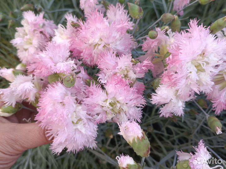 Гвоздика многолетники