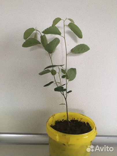 Ирга саженцы