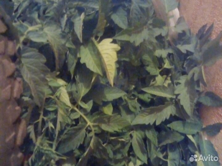 Рассада помидоры и перец сладкий