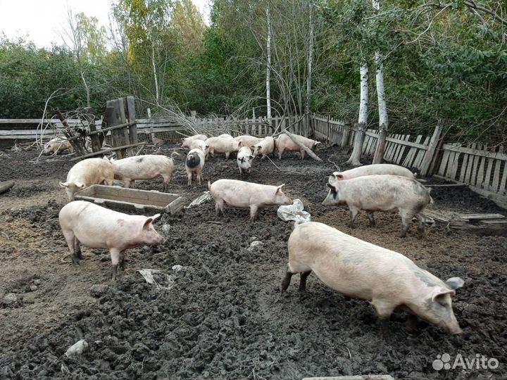 Свиньи на мясо