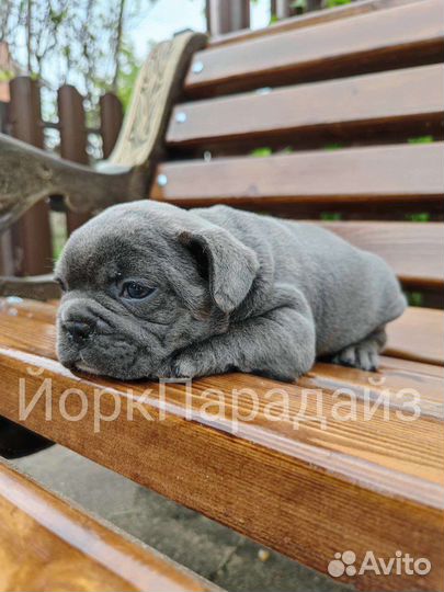 Голубой бульдог