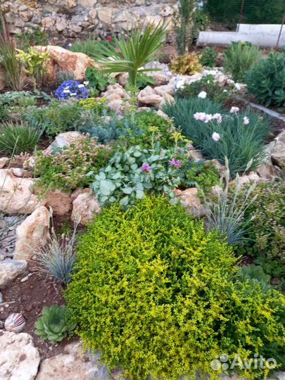 Растения для сада