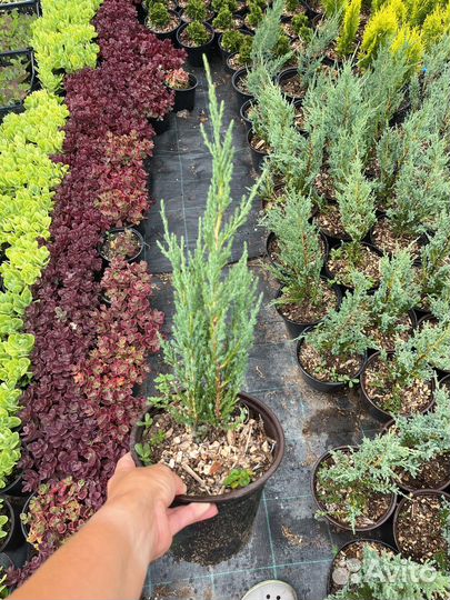 Можжевельник