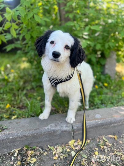 Маленькая собачка в добрые руки