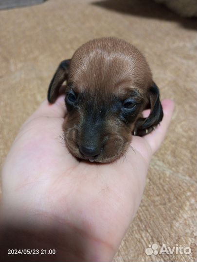 Щенки кроличьей таксы