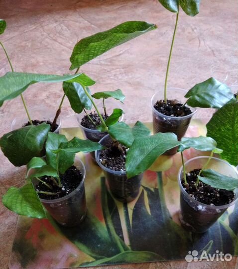 Калатея Нетворк, горшки для цветов