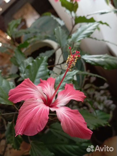 Черенки домашних цветов