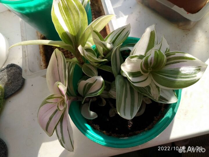 Зебрина, колеусы, монстера