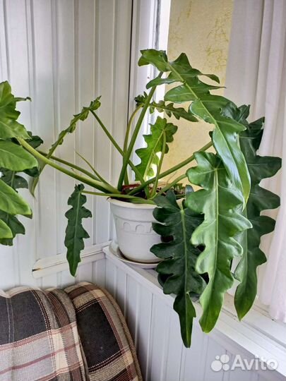 Комнатные растения