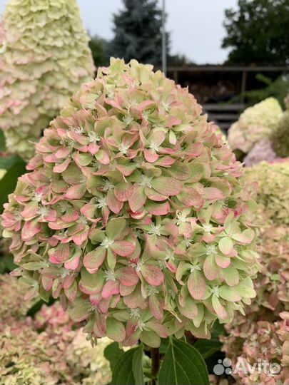 Гортензия polar бир, Пиксио