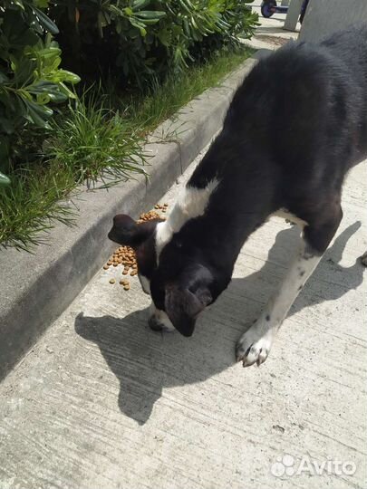 Собака в добрые руки