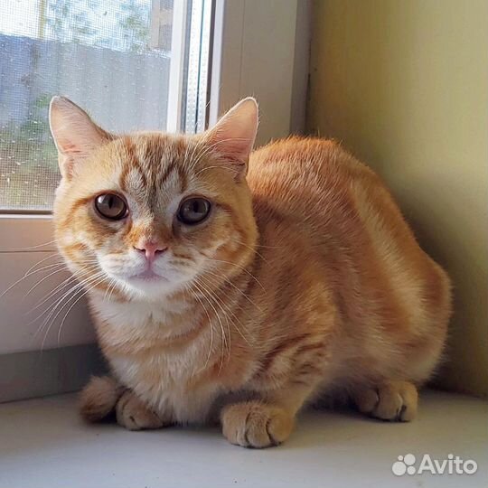 Мальчик на коротких лапках