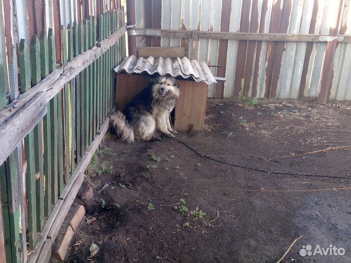 Отдам в добрые руки