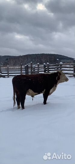 Быки на мясо (Живым весом на племя)