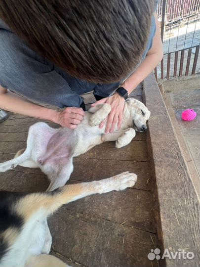 Снежа ищет дом