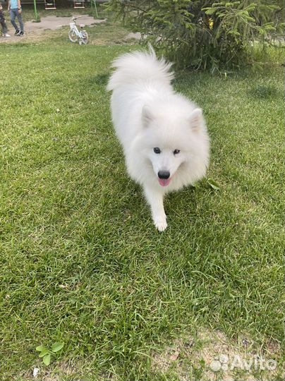 Японский шпиц вязка 13.02.2021(муж)