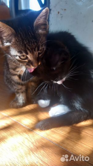 Котята