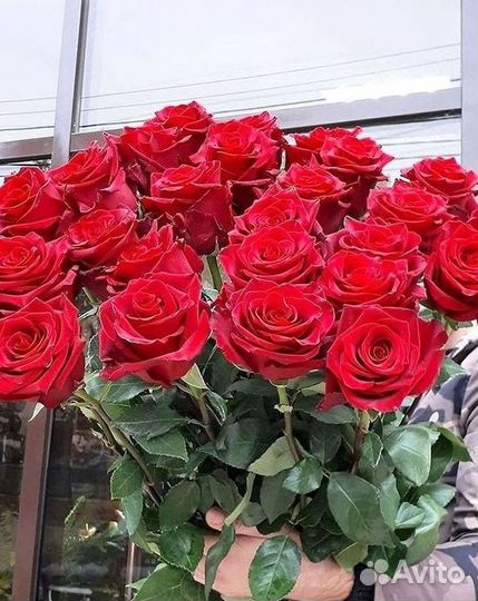 101 роза цветы букеты доставка 25 51 101 роза