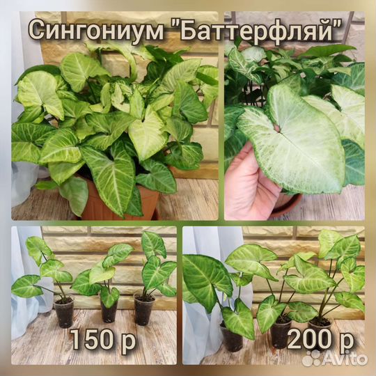 Сингониумы сортовые. Комнатные растения