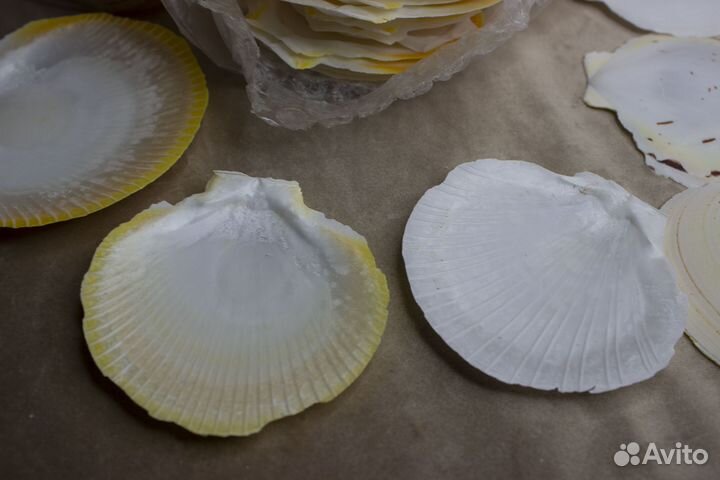 Лунный гребешок ракушки морские шлиф