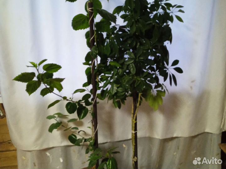 Шефлера и гибускус