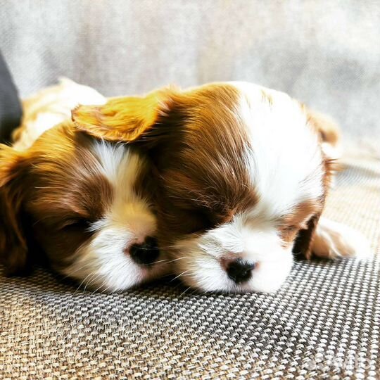 Кавалер девочка