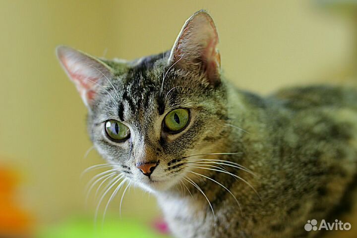 Ласковая молоденькая кошечка в дар