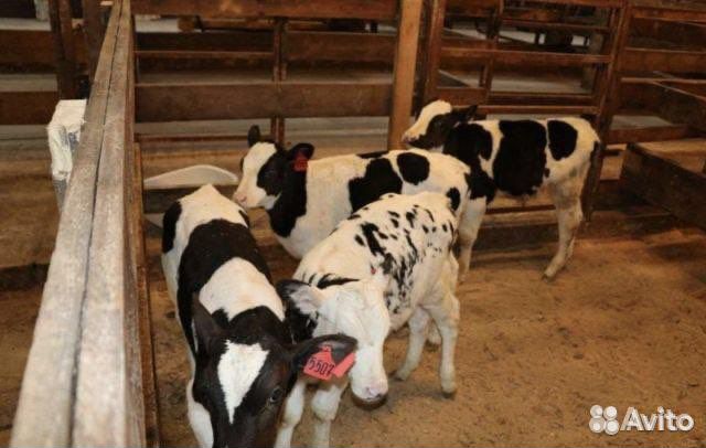 Бычки телята мясные