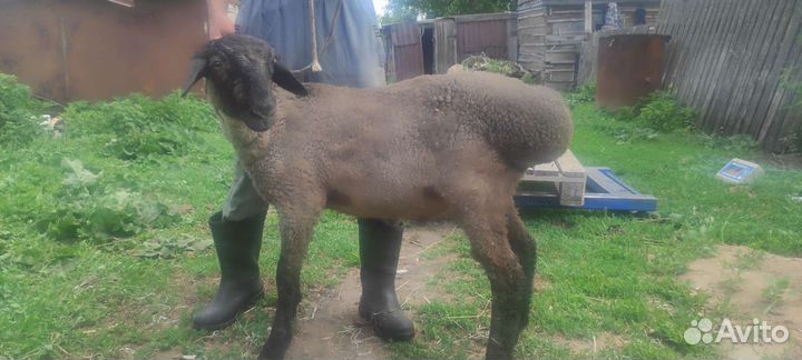 Бараны, Овцы