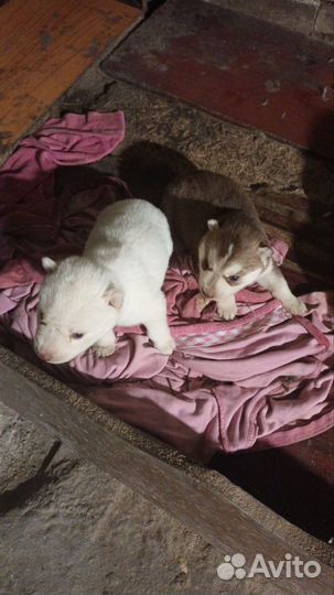 Щенки сибирской хаски