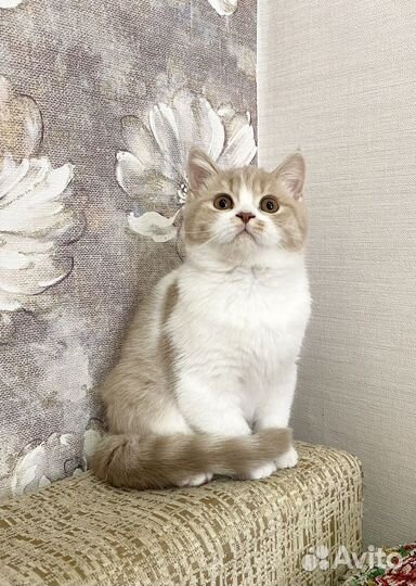 Британские биколорные котята