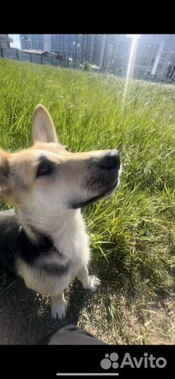 Собака Дашка