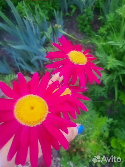 Флокс шиловидный