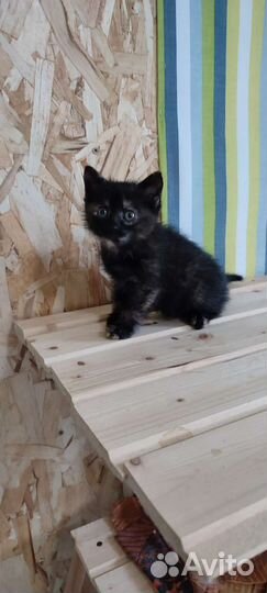 Котенок в добрые руки