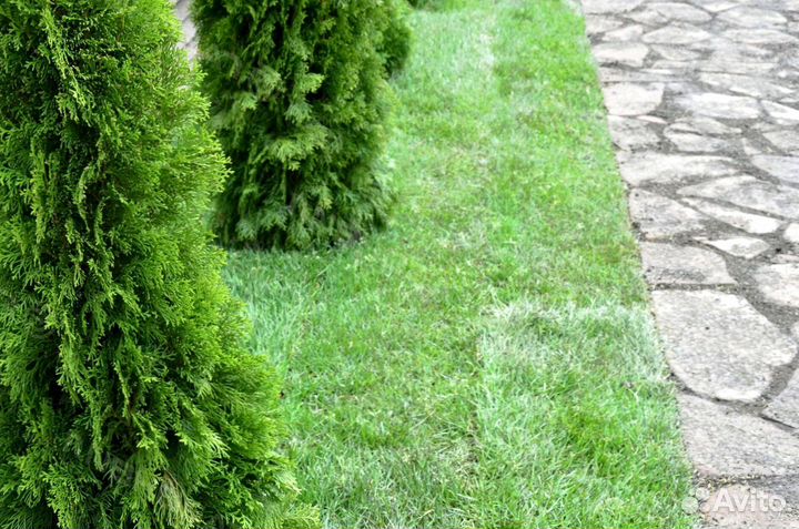 Продажа Рулонного газона