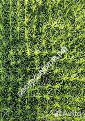 Сеянцы сосна обыкновенная ель сибирская зкс