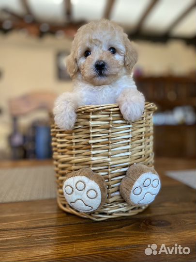 Мальтипу мини девочка