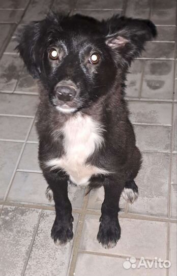 Собака в добрые руки щенок