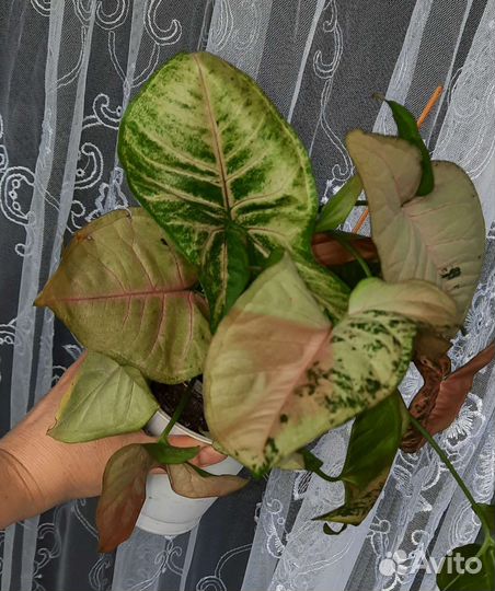 Сингониумы