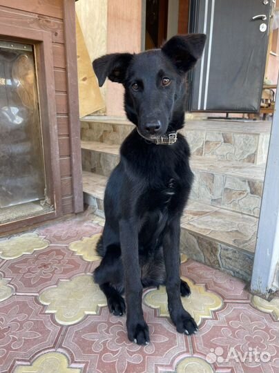 Собака в добрые руки отдам