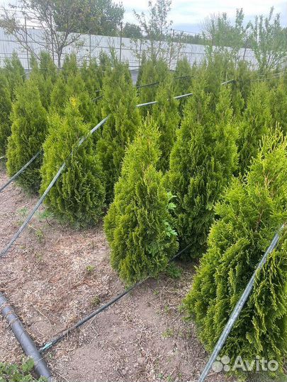 Туя западная Смарагд, крупномер