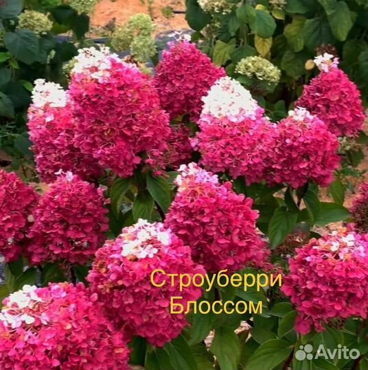 Гортензия метельчатая