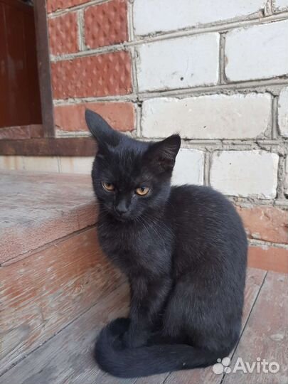 Кошка в дар бесплатно