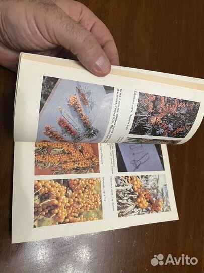 Книга Лесные Незнакомцы В Нашем Саду