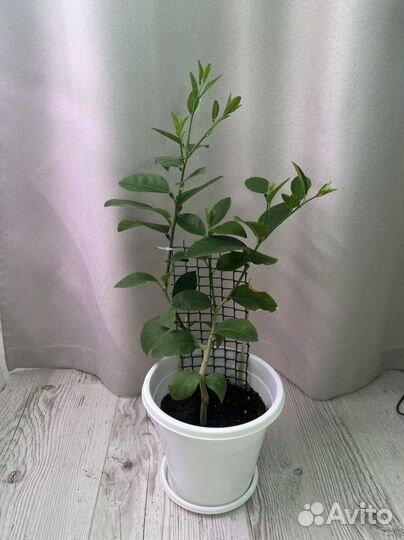 Лимон лайм микроцитрус