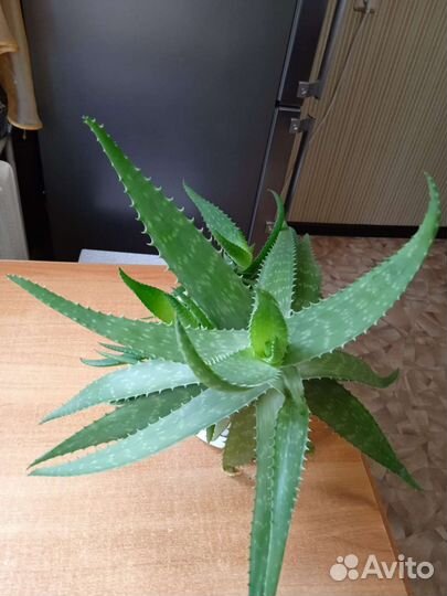 Алоэ лечебный