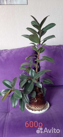 Комнатные растения