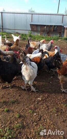Куры молодки несушки